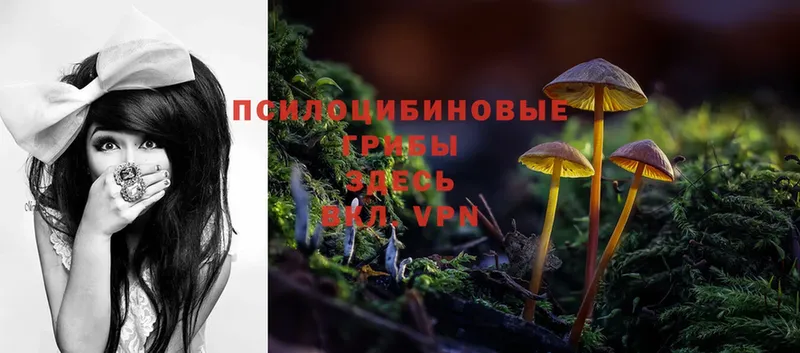 Галлюциногенные грибы MAGIC MUSHROOMS  Гремячинск 